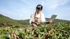 Magazine article aboutChina-gets-tough-with-agriculture-insurance-frauds 